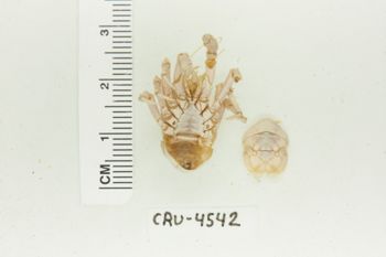 Media type: image;   Invertebrate Zoology CRU-4542 Description: Preserved Specimen.;